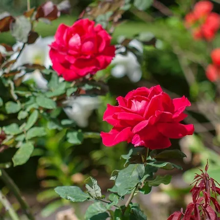Aster Villa Charneca (Setubal)